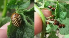 Шкідники картоплі та заходи для боротьби з ними